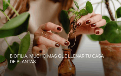 Biofilia, mucho más que llenar tu casa de plantas